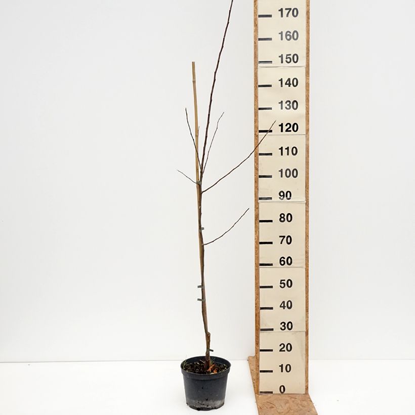 Amostra de Macieira Ananas Berżenicki - Malus domestica (syn. communis ou pumila) Vaso de 4 L/5 L, Rebento tal como entregue no outono