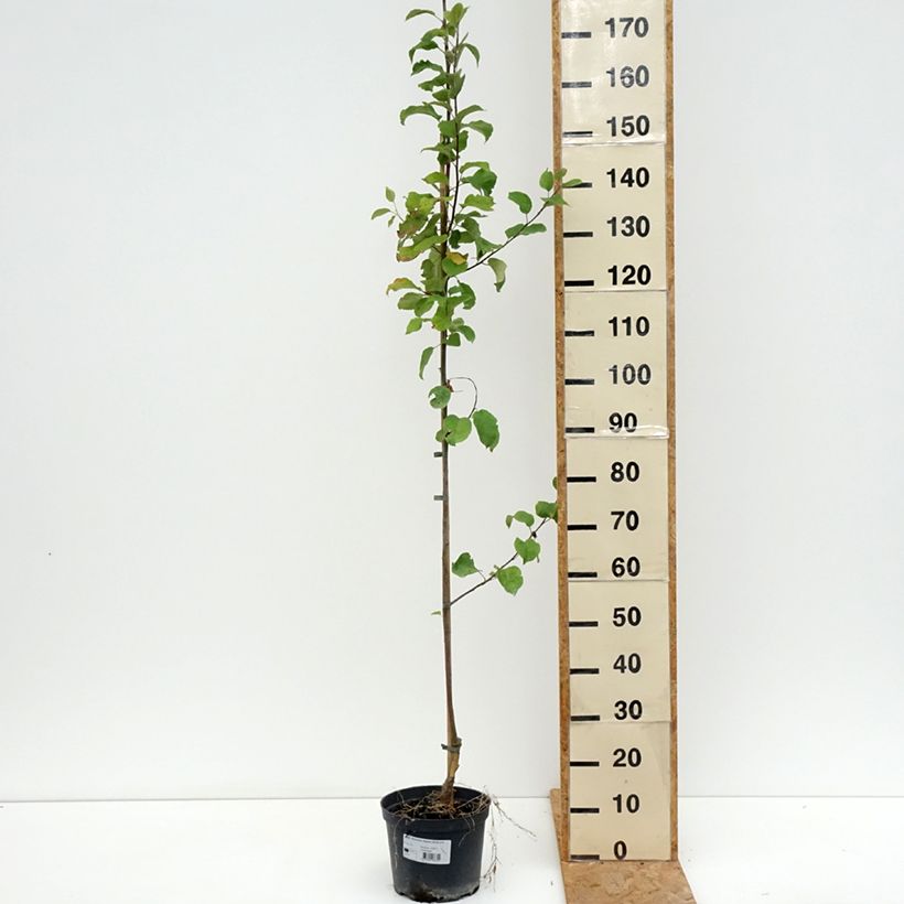 Amostra de Macieira Ananas Berżenicki - Malus domestica (syn. communis ou pumila) Vaso de 4 L/5 L, Rebento tal como entregue no verão