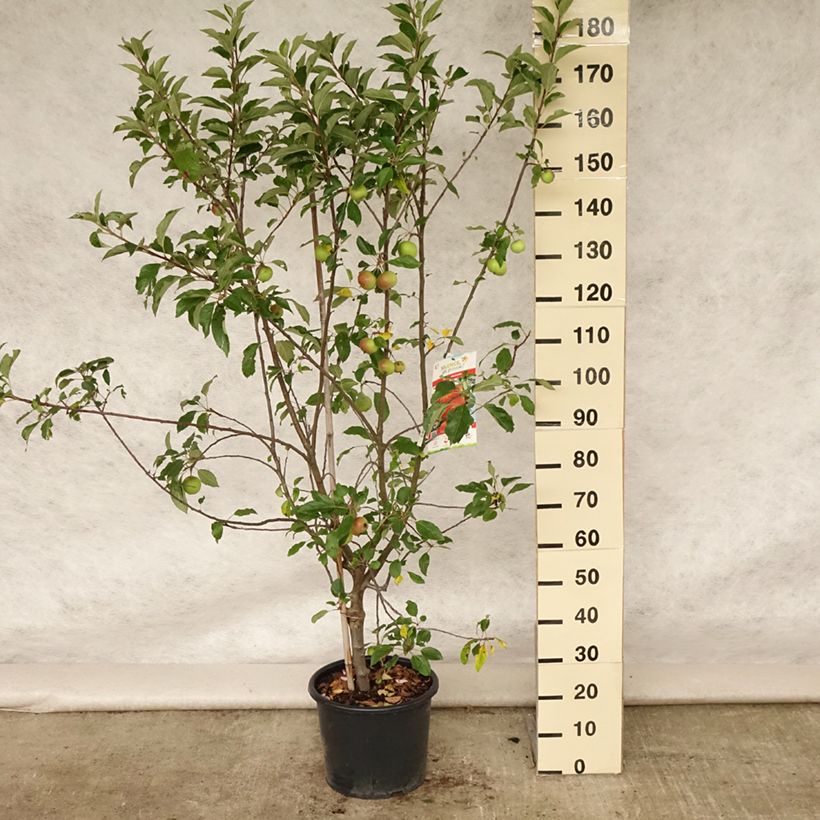 Amostra de Macieira Antares - Malus domestica Vaso de 7,5 L/10 L, Copo tal como entregue no verão