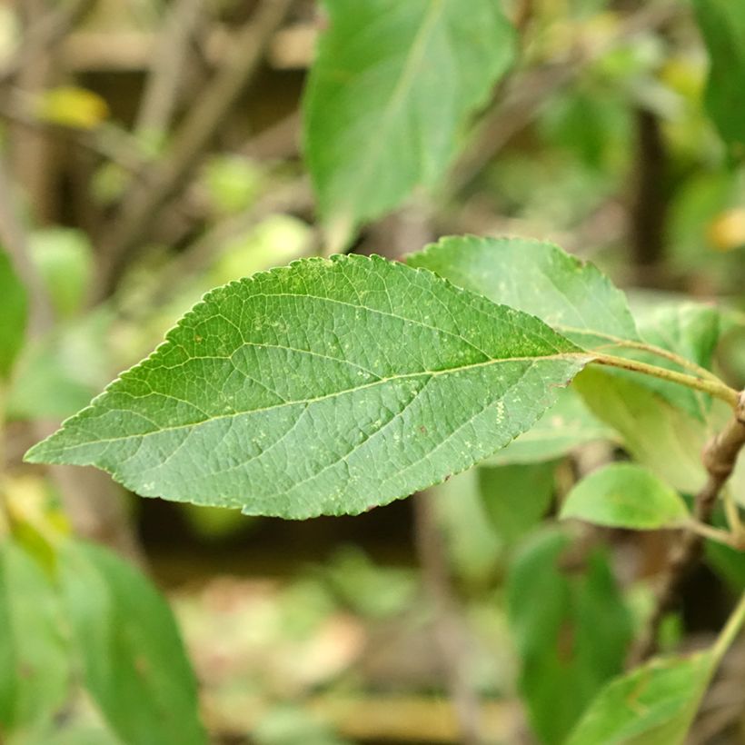 Macieira Antares - Malus domestica (Folhagem)