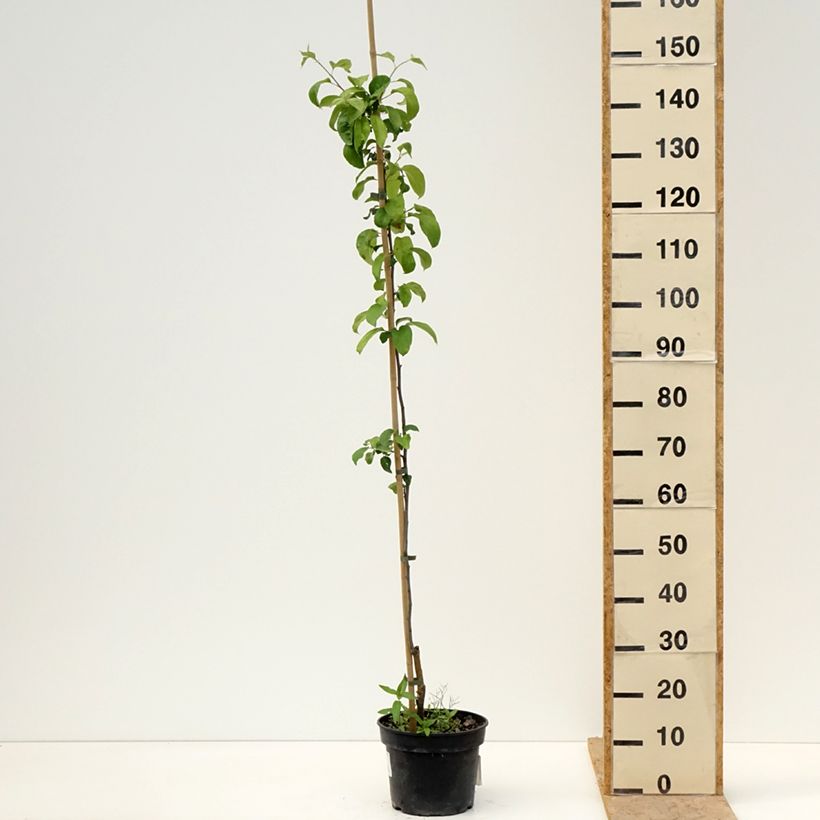 Amostra de Macieira Antonówka Półtorapoundowa - Malus domestica Vaso de 4 L/5 L, Rebento tal como entregue na primavera