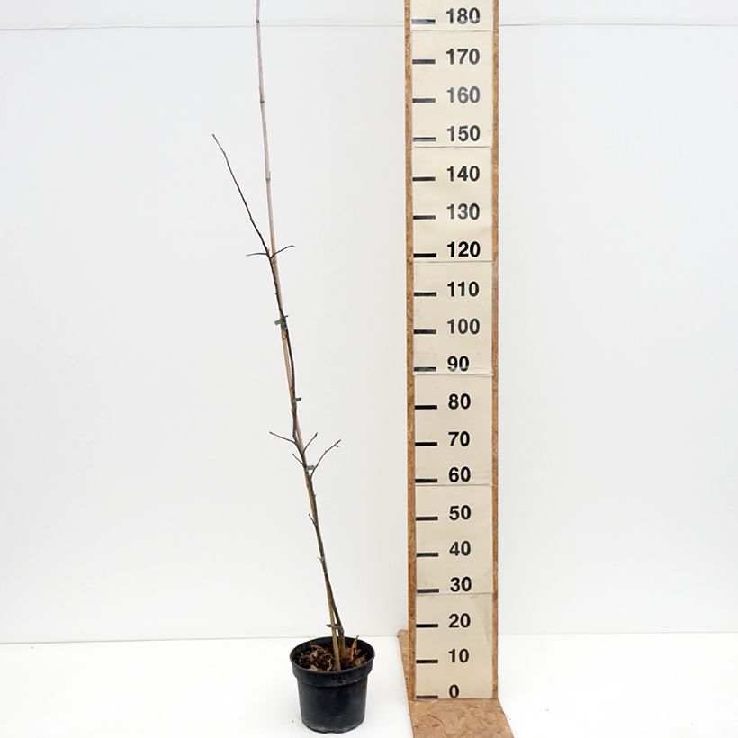 Amostra de Macieira Antonówka Półtorapoundowa - Malus domestica Vaso de 4 L/5 L, Rebento tal como entregue no outono