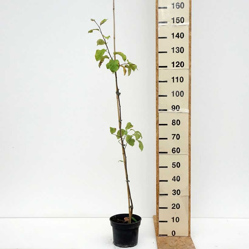 Amostra de Macieira Antonówka Półtorapoundowa - Malus domestica Vaso de 4 L/5 L, Rebento tal como entregue no verão
