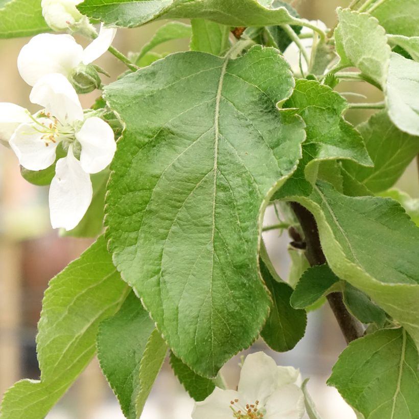 Macieira Antonówka - Malus domestica (Folhagem)
