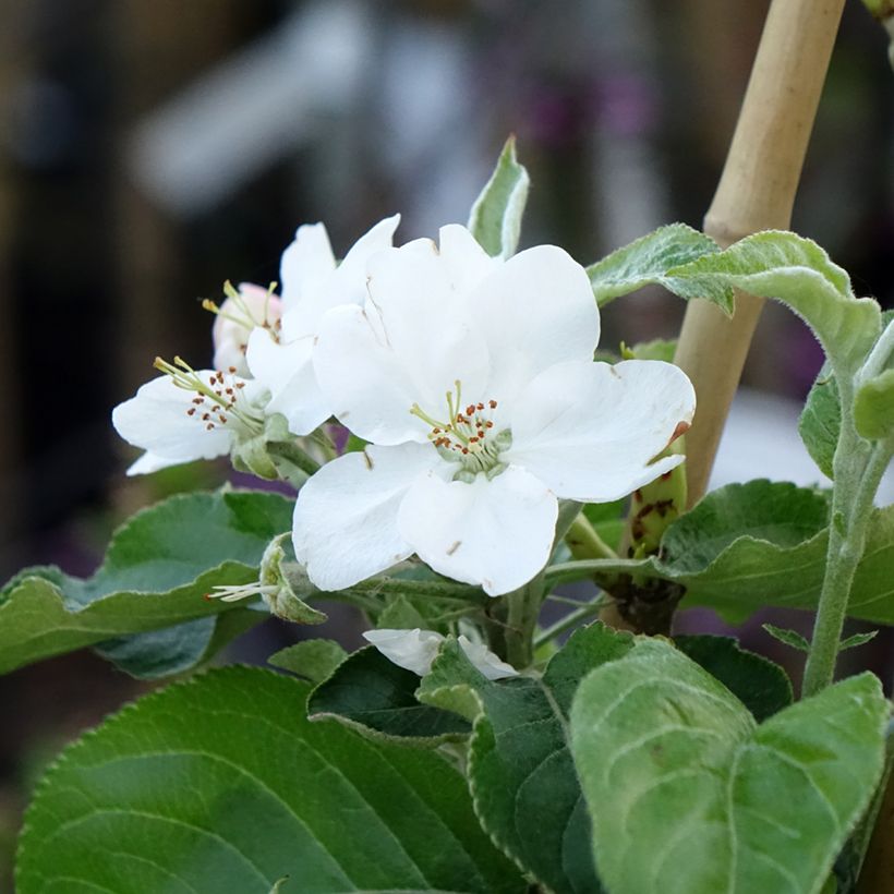 Macieira Antonówka - Malus domestica (Floração)