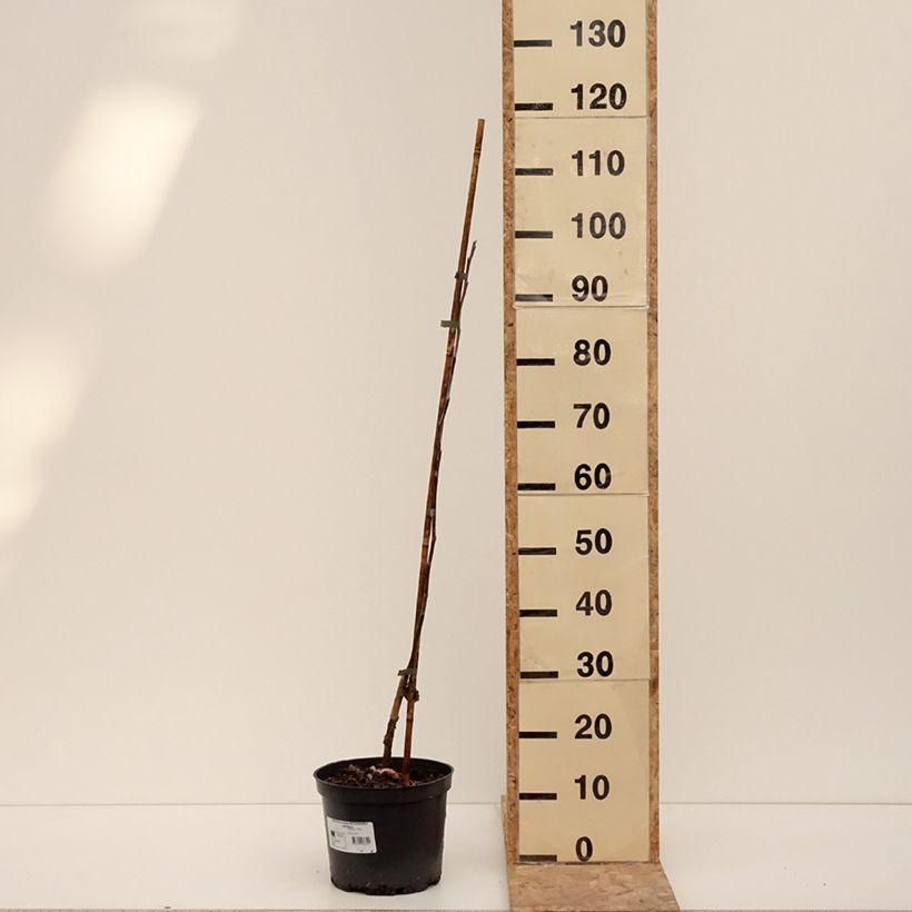 Amostra de Pommier Antonówka Zwykła Pot de 4L/5L, Scion tal como entregue no inverno