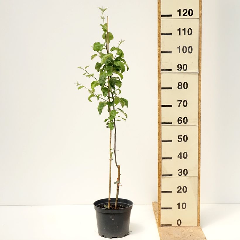 Amostra de Macieira Antonówka - Malus domestica Vaso de 4 L/5 L, Rebento tal como entregue na primavera