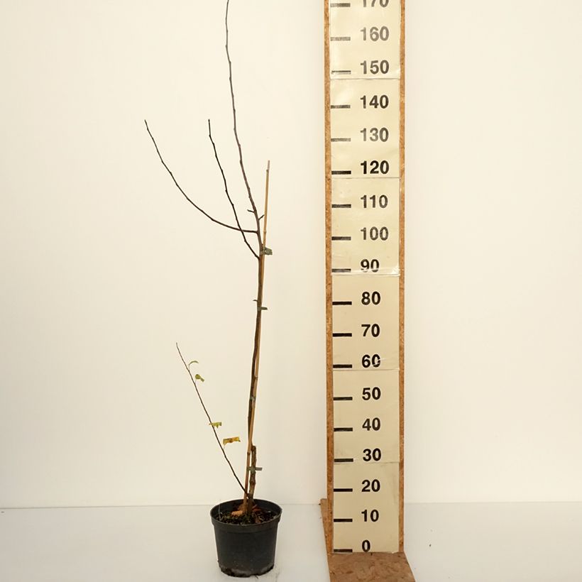 Amostra de Macieira Antonówka - Malus domestica Vaso de 4 L/5 L, Rebento tal como entregue no outono