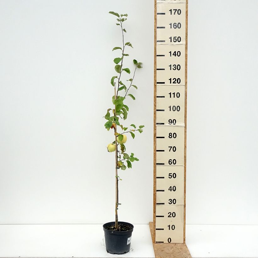 Amostra de Macieira Antonówka - Malus domestica Vaso de 4 L/5 L, Rebento tal como entregue no verão