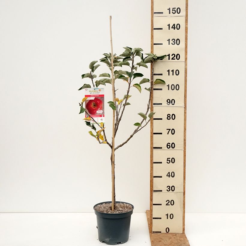 Amostra de Macieira Api Estrelado - Malus domestica Vaso de 7,5 L/10 L, Copo tal como entregue no outono