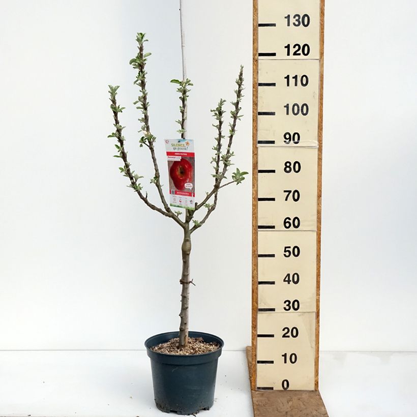 Amostra de Macieira Api Estrelado - Malus domestica Vaso de 7,5 L/10 L, Copo tal como entregue na primavera