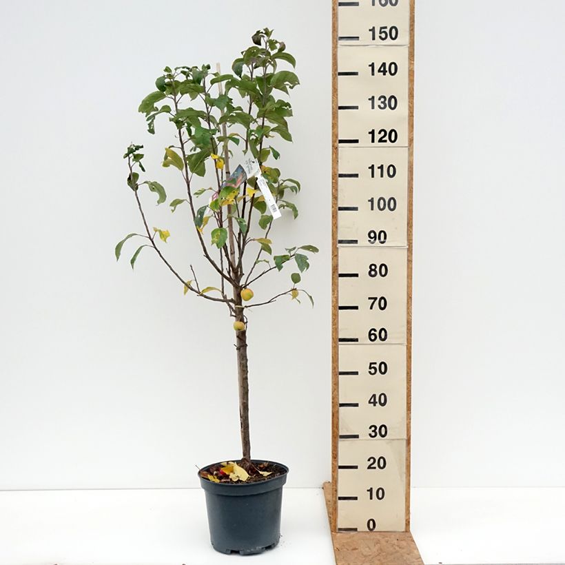 Amostra de Macieira Ariane - Malus domestica Vaso de 7,5 L/10 L, Copo tal como entregue no outono