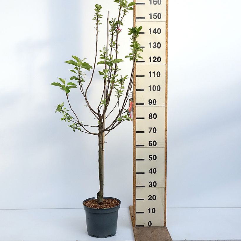 Amostra de Macieira Ariane - Malus domestica Vaso de 7,5 L/10 L, Copo tal como entregue na primavera