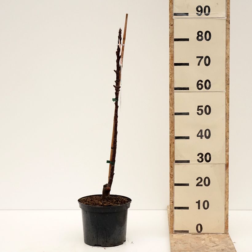 Amostra de Pommier Ballerina Red Leaf Vaso de 4 L/5 L tal como entregue no inverno