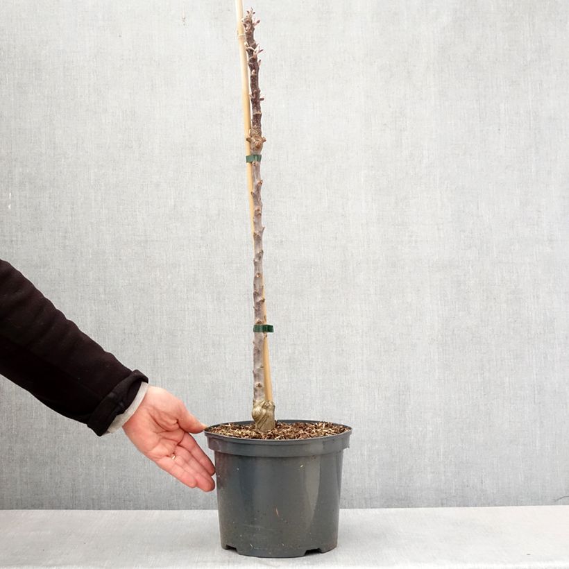 Amostra de Macieira ornamental Ballerina Red Leaf Vaso de 4 L/5 L tal como entregue na primavera