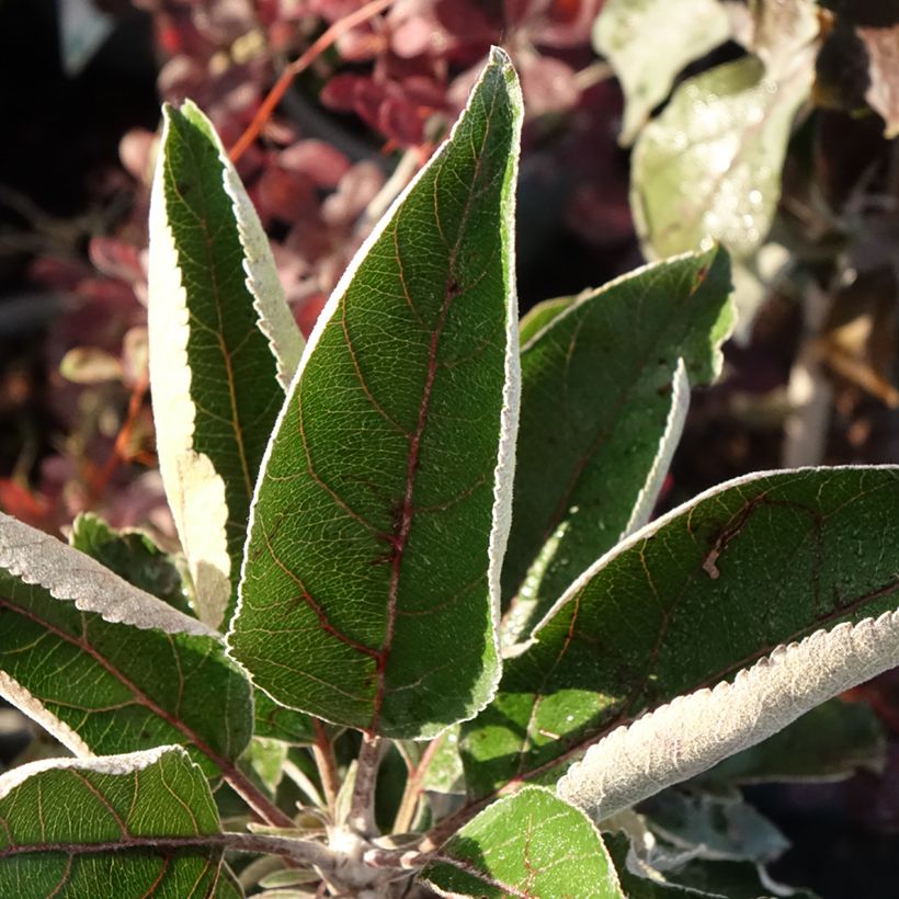 Macieira ornamental Ballerina Red Leaf (Folhagem)
