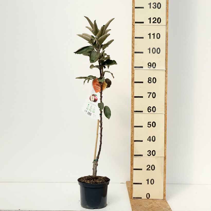Amostra de Macieira ornamental Ballerina Red Leaf Vaso de 4 L/5 L tal como entregue no outono