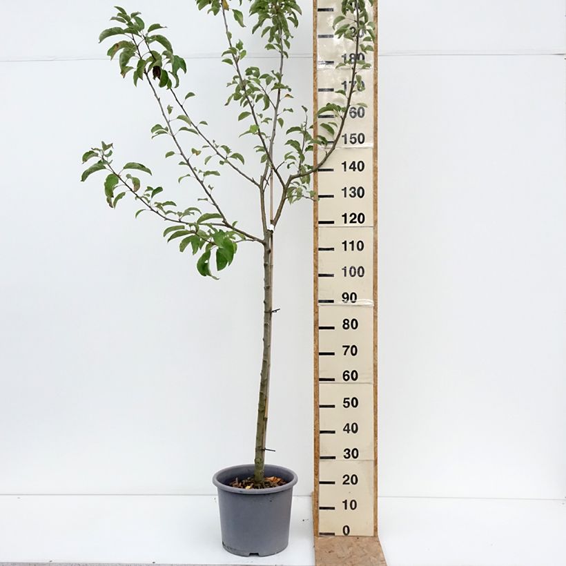 Amostra de Macieira Belchard - Malus domestica Vaso de 12 L/15 L, Meia haste tal como entregue no verão