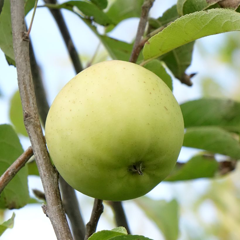 Macieira Belchard - Malus domestica (Colheita)