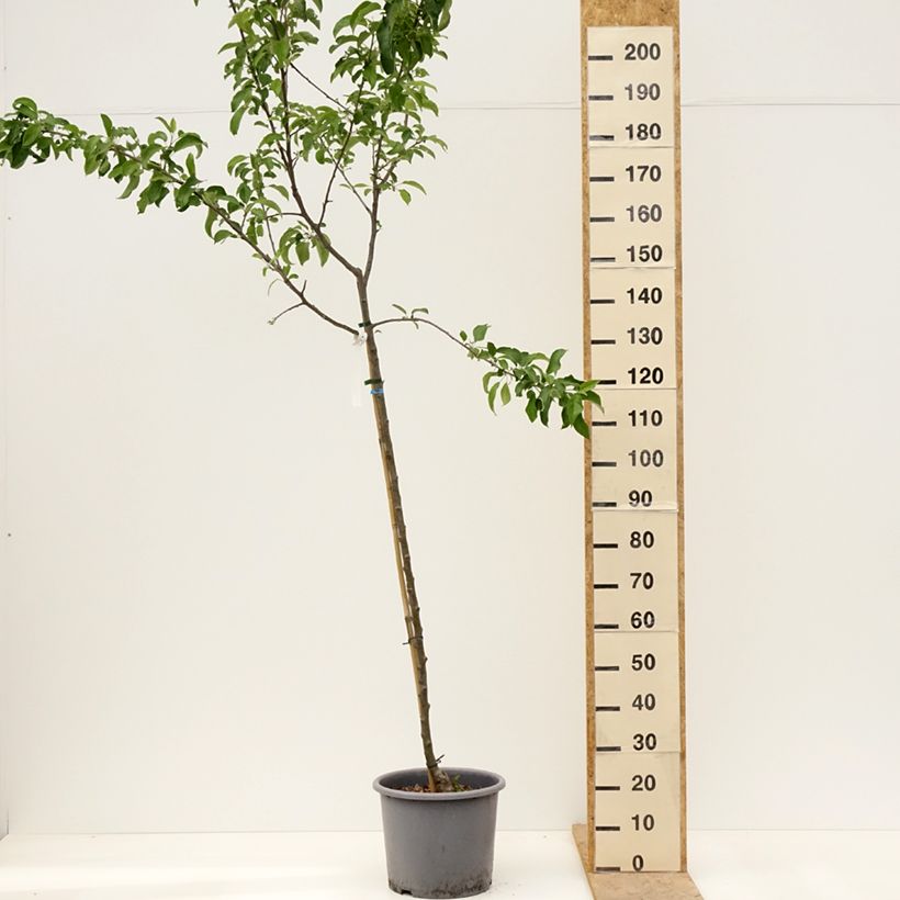 Amostra de Macieira Belchard - Malus domestica Vaso de 12 L/15 L, Meia haste tal como entregue na primavera