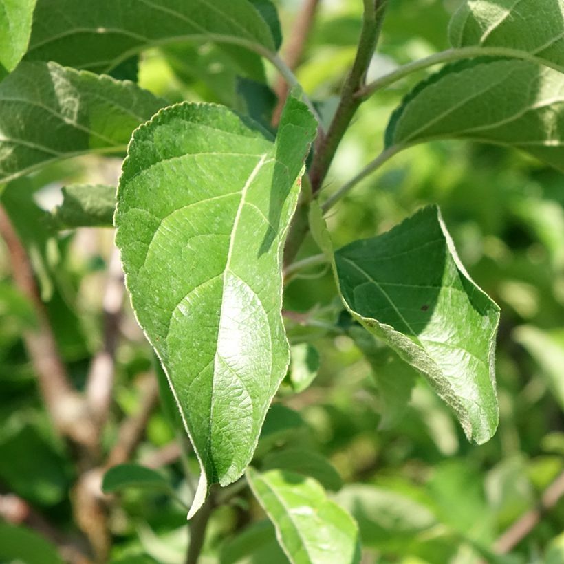 Macieira Belchard - Malus domestica (Folhagem)