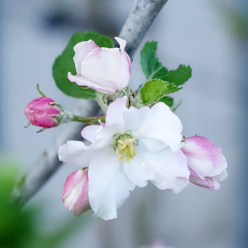 Macieira Belle de Boskoop Bio - Malus domestica (Floração)