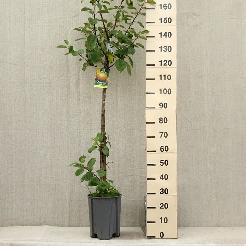 Amostra de Macieira Belle de Boskoop - Malus domestica Vaso de 7,5 L/10 L, Meia haste tal como entregue no verão