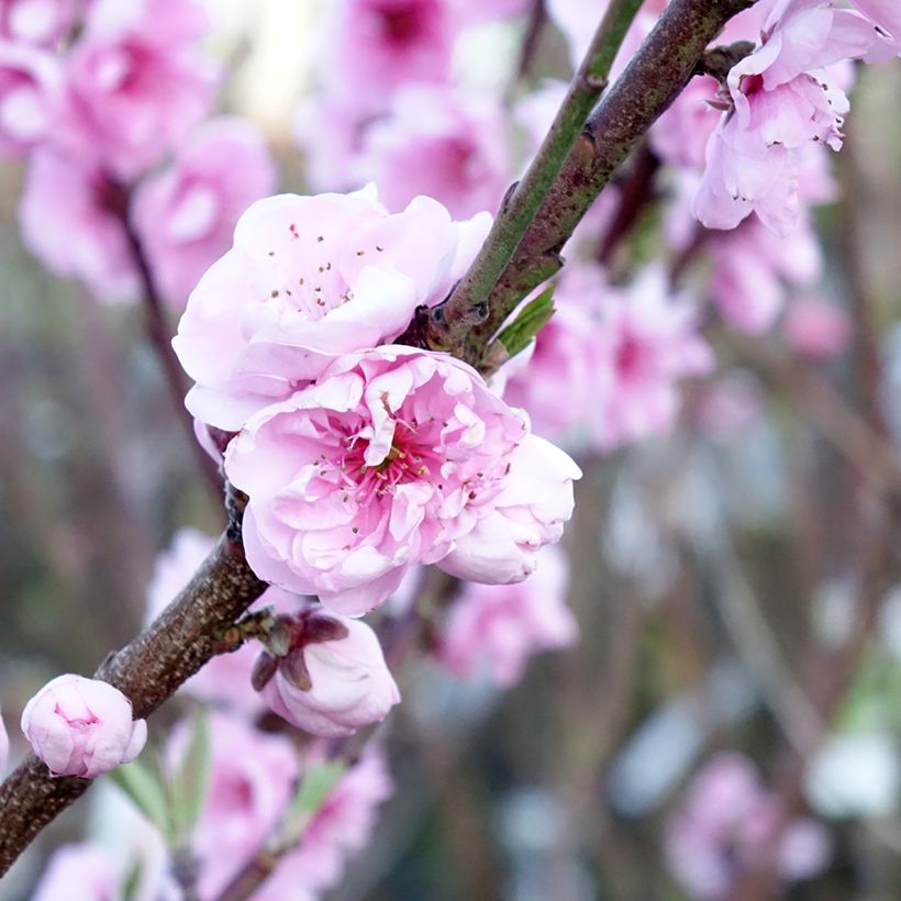 Macieira Belle de Boskoop - Malus domestica (Floração)