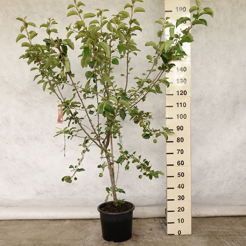 Amostra de Macieira Belle de Boskoop - Malus domestica Vaso de 7,5 L/10 L, Copo tal como entregue no verão