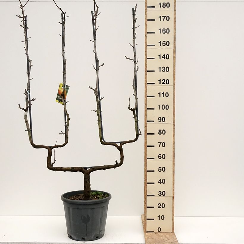 Amostra de Pommier Belle de Boskoop Vaso de 12 L/15 L, Palmeta dupla em U tal como entregue no inverno