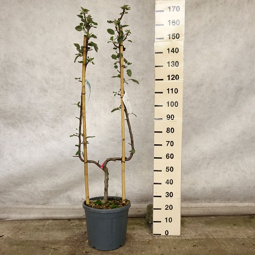 Amostra de Macieira Belle de Boskoop - Malus domestica Vaso de 12 L/15 L, Palmeta simples em U tal como entregue no outono