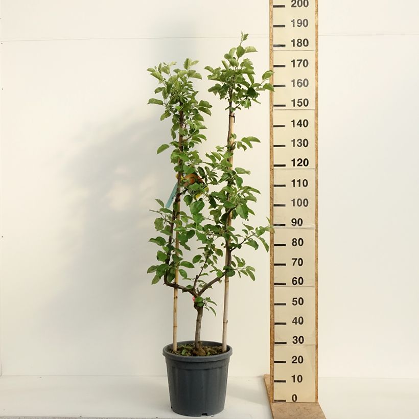 Amostra de Macieira Belle de Boskoop - Malus domestica Vaso de 12 L/15 L, Palmeta simples em U tal como entregue na primavera