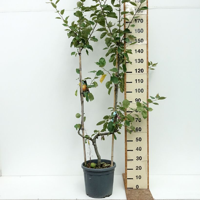 Amostra de Macieira Belle de Boskoop - Malus domestica Vaso de 12 L/15 L, Palmeta simples em U tal como entregue no verão