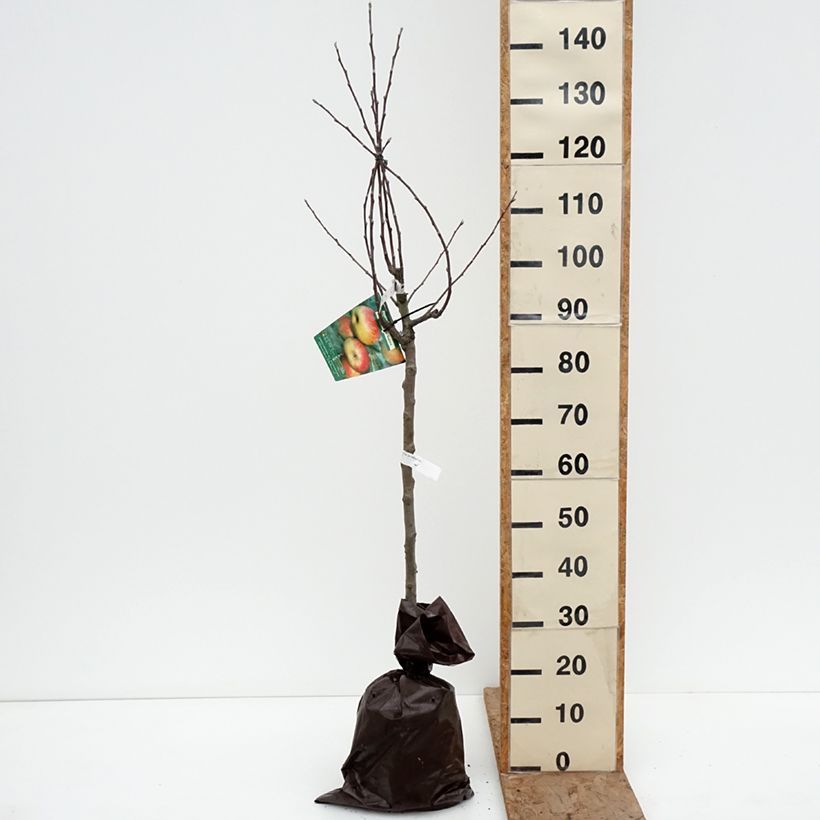 Amostra de Macieira Bela Filha de Salins - Malus domestica Torrão "Pronto a plantar", Copo tal como entregue no inverno