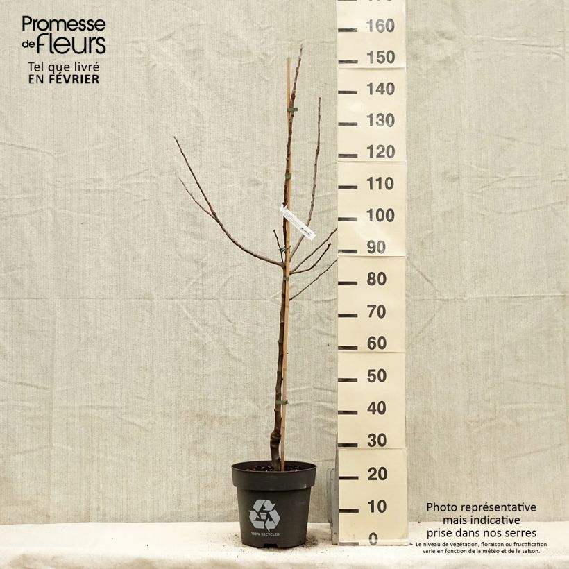 Amostra de Macieira Blush Rosette - Maçã sanguínea - Malus domestica Vaso de 7,5 L/10 L, Copo tal como entregue no inverno
