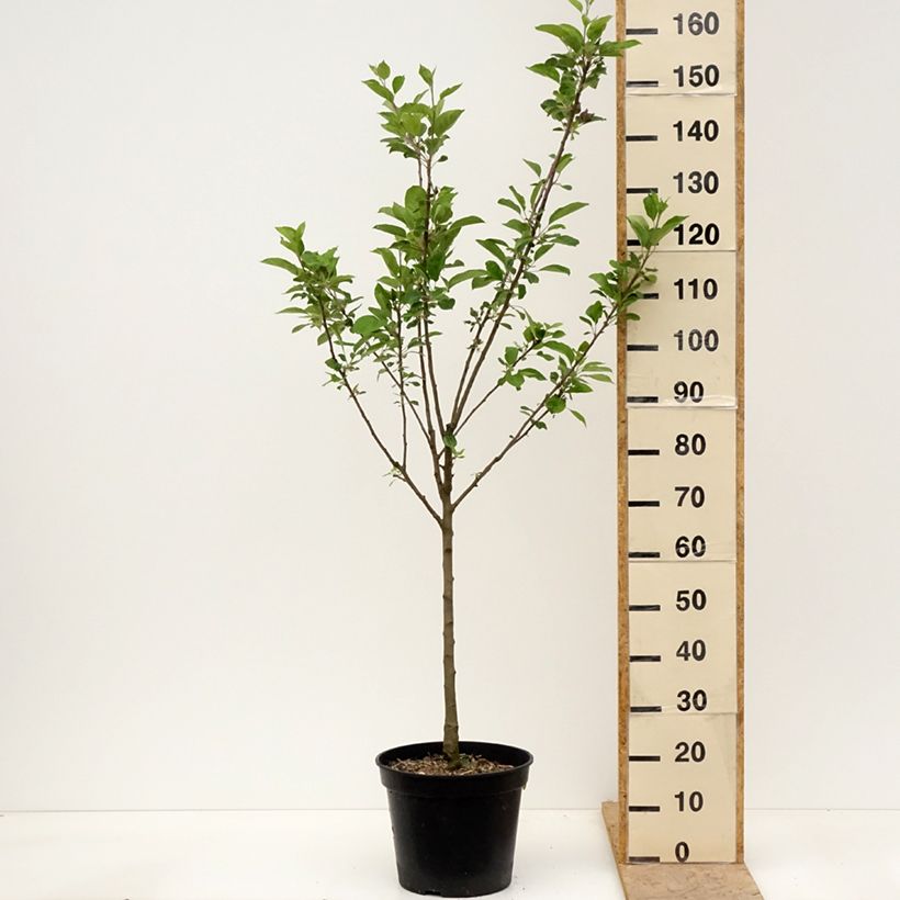 Amostra de Macieira Blush Rosette - Maçã sanguínea - Malus domestica Vaso de 7,5 L/10 L, Copo tal como entregue na primavera