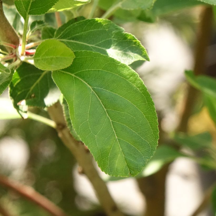 Macieira Blush Rosette - Maçã sanguínea - Malus domestica (Folhagem)