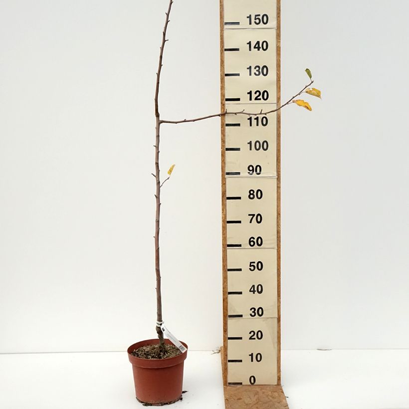 Amostra de Macieira Bon Père - Malus domestica Vaso de 7,5 L/10 L, Rebento tal como entregue no outono