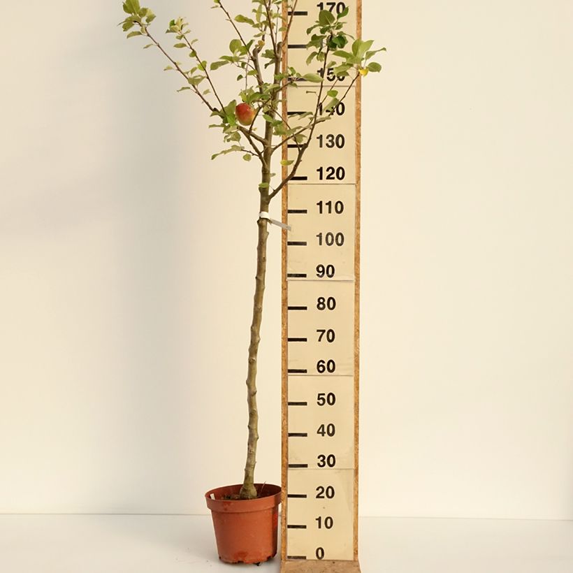 Amostra de Pommier Bon père Pot de 7,5L/10L, Scion tal como entregue no verão