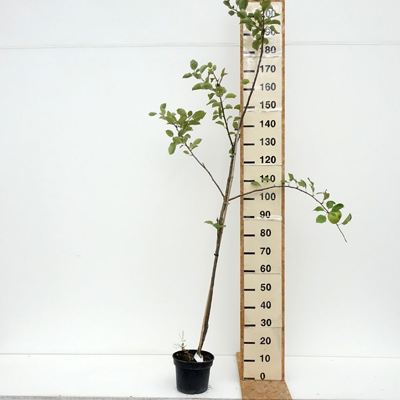 Amostra de Macieira Bramleys Seedling - Malus domestica Vaso de 4 L/5 L, Rebento tal como entregue no verão