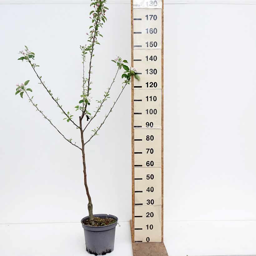 Amostra de Macieira Calville Blanche - Malus domestica Vaso de 7,5 L/10 L, Copo tal como entregue na primavera