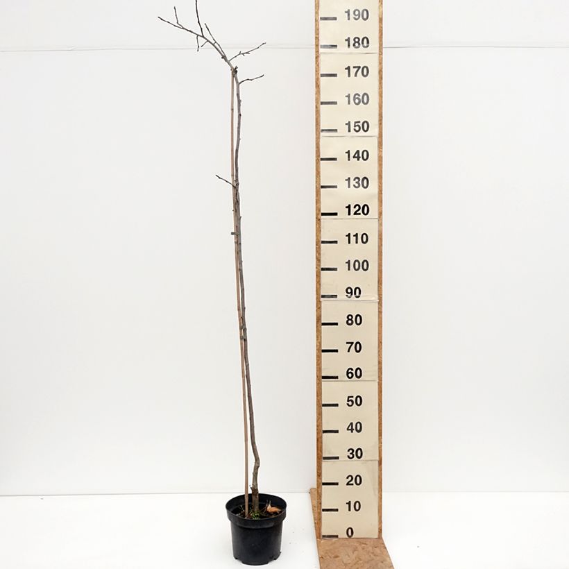 Amostra de Macieira Charłamowskie - Malus domestica Vaso de 4 L/5 L, Rebento tal como entregue no outono