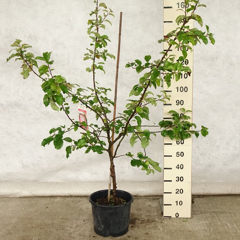 Amostra de Macieira Choupette - Malus domestica Vaso de 7,5 L/10 L, Copo tal como entregue no verão