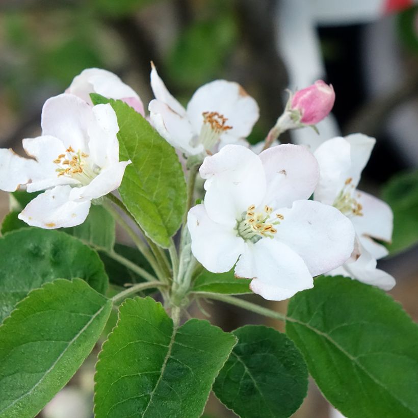 Macieira Choupette - Malus domestica (Floração)