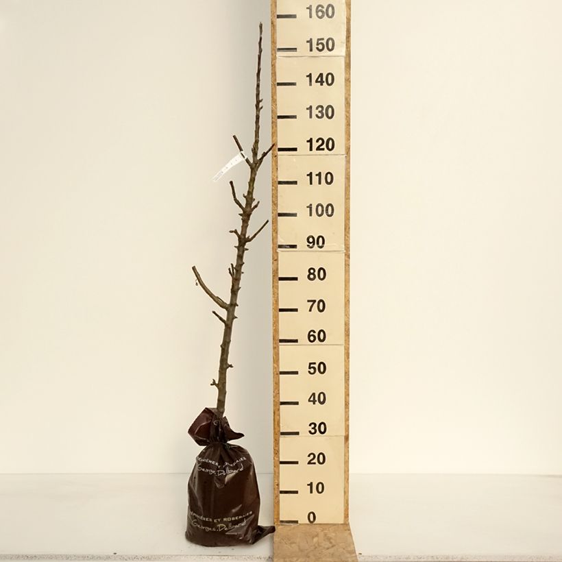 Amostra de Macieira colunar Azay-Le-Rideau® delwibo - Malus domestica Torrão "Pronto a plantar", Colunar tal como entregue na primavera