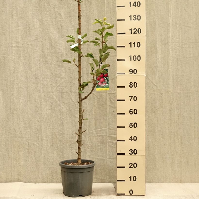Amostra de Macieira colunar Maypole - Malus domestica Vaso de 7,5 L/10 L, Colunar tal como entregue no outono