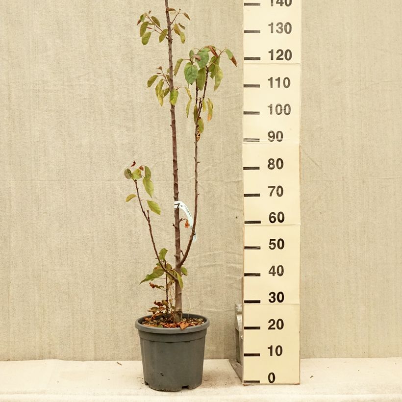 Amostra de Macieira colunar Maypole - Malus domestica Vaso de 7,5 L/10 L, Colunar tal como entregue no verão