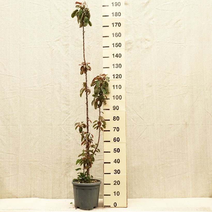 Amostra de Macieira colunar Maypole - Malus domestica Vaso de 7,5 L/10 L, Colunar tal como entregue na primavera