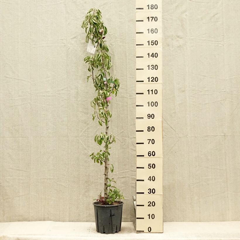Amostra de Macieira colunar Ballerina® Polka - Malus domestica Vaso de 7,5 L/10 L, Colunar tal como entregue no verão
