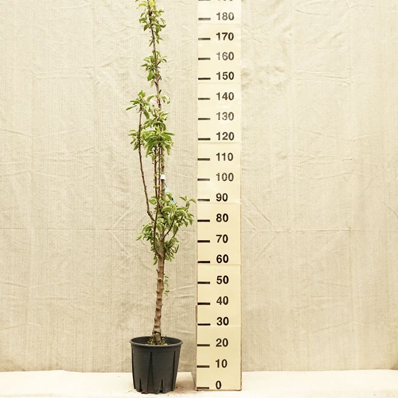 Amostra de Macieira colunar Ballerina® Polka - Malus domestica Vaso de 7,5 L/10 L, Colunar tal como entregue na primavera